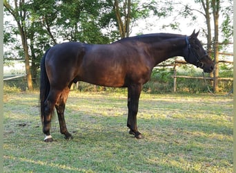 Ungarisches Sportpferd, Wallach, 4 Jahre, 166 cm, Dunkelbrauner