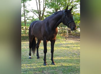 Ungarisches Sportpferd, Wallach, 4 Jahre, 166 cm, Dunkelbrauner