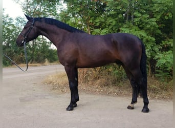 Ungarisches Sportpferd, Wallach, 4 Jahre, 166 cm, Dunkelbrauner