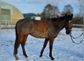 Ungarisches Sportpferd, Wallach, 4 Jahre, 168 cm, Brauner