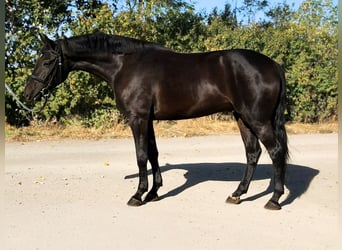 Ungarisches Sportpferd, Wallach, 4 Jahre, 168 cm, Dunkelbrauner