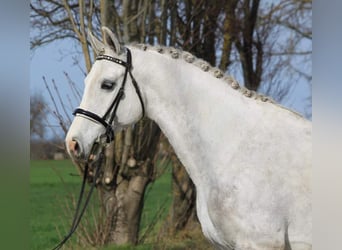 Ungarisches Sportpferd, Wallach, 4 Jahre, 168 cm, Schimmel