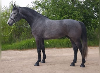 Ungarisches Sportpferd, Wallach, 4 Jahre, 168 cm, Schimmel
