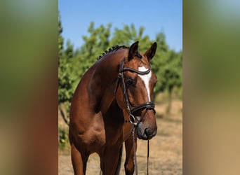 Ungarisches Sportpferd, Wallach, 4 Jahre, 169 cm, Brauner