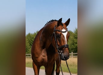 Ungarisches Sportpferd, Wallach, 4 Jahre, 169 cm, Brauner