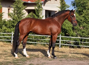 Ungarisches Sportpferd, Wallach, 4 Jahre, 169 cm, Brauner