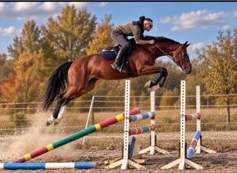Ungarisches Sportpferd, Wallach, 4 Jahre, 169 cm, Brauner