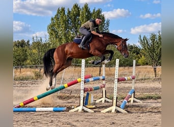 Ungarisches Sportpferd, Wallach, 4 Jahre, 169 cm, Brauner