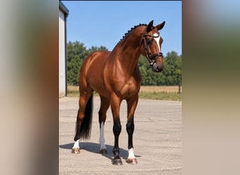 Ungarisches Sportpferd, Wallach, 4 Jahre, 169 cm, Brauner