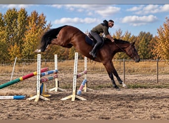 Ungarisches Sportpferd, Wallach, 4 Jahre, 169 cm, Brauner