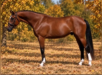 Ungarisches Sportpferd, Wallach, 4 Jahre, 169 cm, Brauner