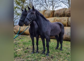 Ungarisches Sportpferd, Wallach, 4 Jahre, 169 cm, Rappe