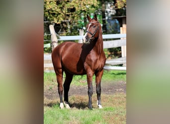 Ungarisches Sportpferd, Wallach, 4 Jahre, 170 cm, Rotbrauner