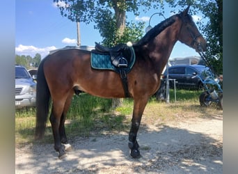 Ungarisches Sportpferd, Wallach, 4 Jahre, 170 cm, Rotbrauner