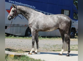 Ungarisches Sportpferd, Wallach, 4 Jahre, 170 cm, Schimmel