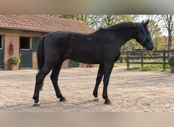 Ungarisches Sportpferd, Wallach, 4 Jahre, 172 cm, Rappe