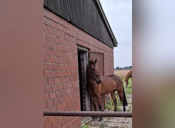 Ungarisches Sportpferd, Wallach, 5 Jahre, 143 cm, Brauner