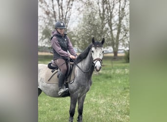 Ungarisches Sportpferd, Wallach, 5 Jahre, 145 cm, Schimmel