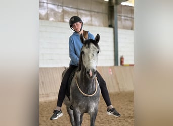 Ungarisches Sportpferd, Wallach, 5 Jahre, 145 cm, Schimmel