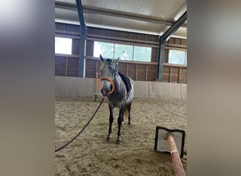 Ungarisches Sportpferd, Wallach, 5 Jahre, 145 cm, Schimmel