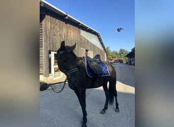 Ungarisches Sportpferd, Wallach, 5 Jahre, 150 cm, Rappe
