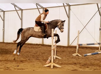Ungarisches Sportpferd, Wallach, 5 Jahre, 150 cm, Schimmel