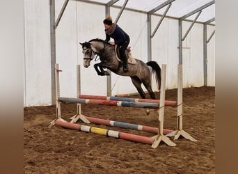 Ungarisches Sportpferd, Wallach, 5 Jahre, 150 cm, Schimmel