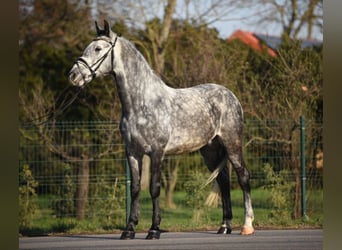 Ungarisches Sportpferd, Wallach, 5 Jahre, 152 cm, Falbe