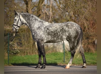 Ungarisches Sportpferd, Wallach, 5 Jahre, 152 cm, Falbe