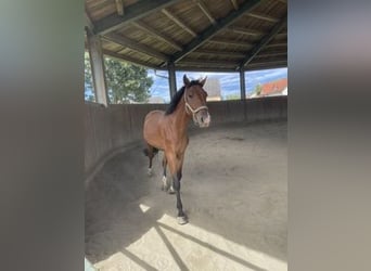 Ungarisches Sportpferd, Wallach, 5 Jahre, 154 cm, Brauner
