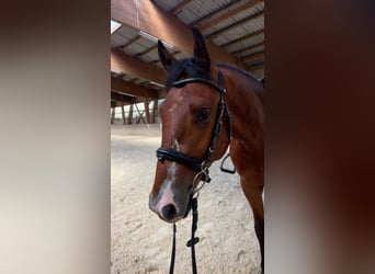 Ungarisches Sportpferd, Wallach, 5 Jahre, 154 cm, Brauner