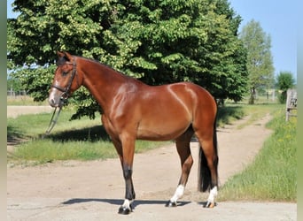 Ungarisches Sportpferd, Wallach, 5 Jahre, 154 cm, Brauner