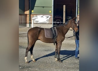 Ungarisches Sportpferd Mix, Wallach, 5 Jahre, 155 cm, Brauner