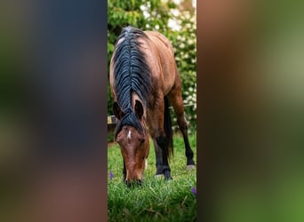 Ungarisches Sportpferd Mix, Wallach, 5 Jahre, 155 cm, Roan-Bay