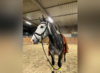 Ungarisches Sportpferd, Wallach, 5 Jahre, 155 cm, Schimmel