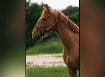 Ungarisches Sportpferd, Wallach, 5 Jahre, 156 cm, Fuchs