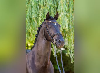 Ungarisches Sportpferd, Wallach, 5 Jahre, 157 cm, Rappe