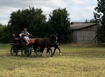 Ungarisches Sportpferd Mix, Wallach, 5 Jahre, 158 cm, Rotbrauner