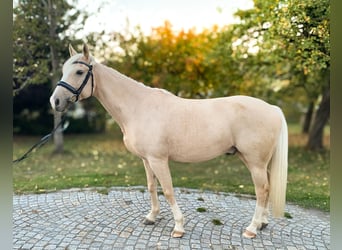 Ungarisches Sportpferd, Wallach, 5 Jahre, 160 cm, Palomino