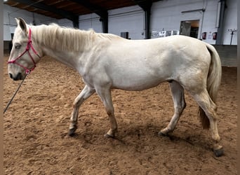 Ungarisches Sportpferd, Wallach, 5 Jahre, 160 cm, Palomino