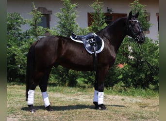 Ungarisches Sportpferd, Wallach, 5 Jahre, 160 cm, Rappe