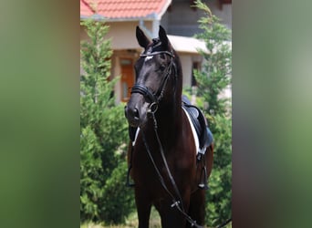 Ungarisches Sportpferd, Wallach, 5 Jahre, 160 cm, Rappe