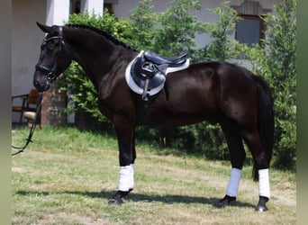 Ungarisches Sportpferd, Wallach, 5 Jahre, 160 cm, Rappe