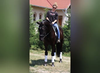 Ungarisches Sportpferd, Wallach, 5 Jahre, 160 cm, Rappe