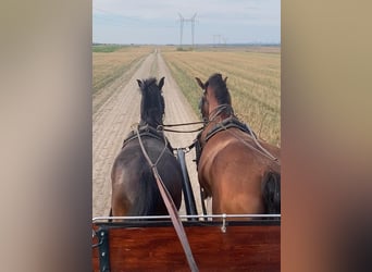 Ungarisches Sportpferd, Wallach, 5 Jahre, 160 cm, Rotbrauner