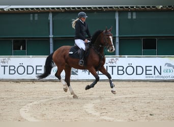 Ungarisches Sportpferd, Wallach, 5 Jahre, 162 cm, Dunkelbrauner