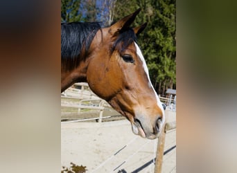 Ungarisches Sportpferd, Wallach, 5 Jahre, 162 cm, Dunkelbrauner