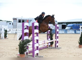 Ungarisches Sportpferd, Wallach, 5 Jahre, 162 cm, Dunkelbrauner