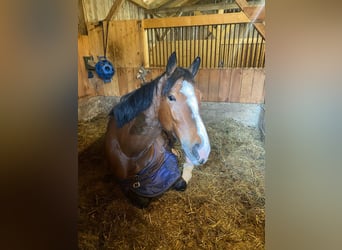 Ungarisches Sportpferd, Wallach, 5 Jahre, 162 cm, Dunkelbrauner
