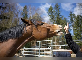 Ungarisches Sportpferd, Wallach, 5 Jahre, 162 cm, Dunkelbrauner